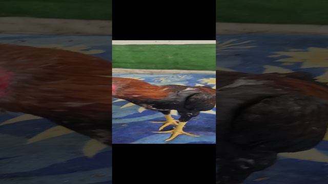 Топ Петухи