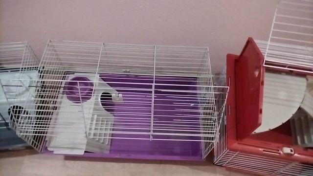 VID_20241118_115256.mp4