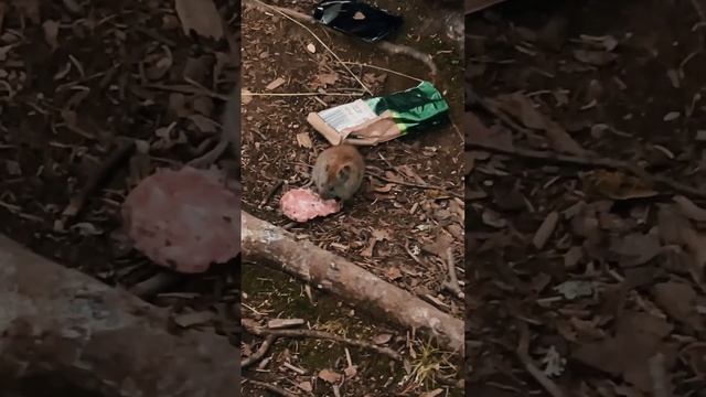 #Хибины, лемминг стырил колбасу )