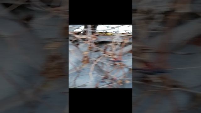 Девичий виноград для декора, дизайна изготовление сувениров,венки новогодние.
Заказ вацап 7902123908
