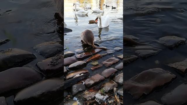 Нутрия на берегу реки Влтава в городе Прага в Чехии.
