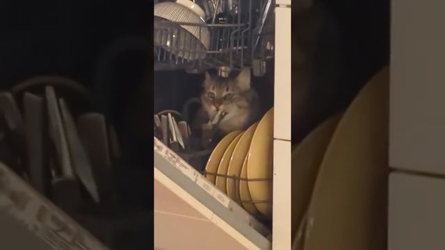 Котомойка в действии. У вас есть котомойка?