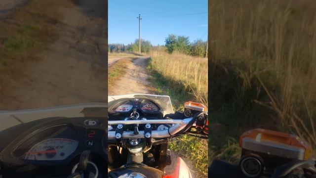 petal_20241008_195824