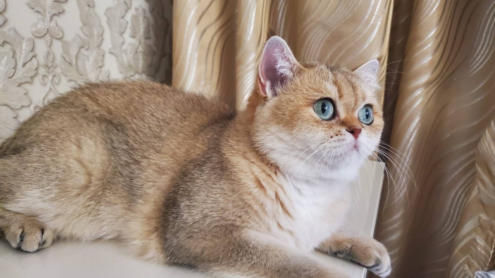 👸Королевский лоток для пушистой аристократки.🐈