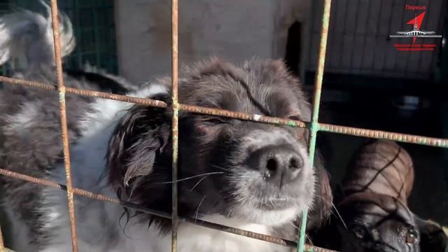 Движение первых в Поводог Сочи