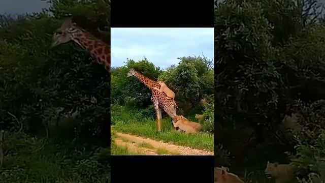 Жирав против прайда