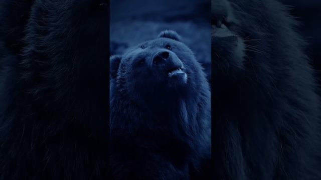 Страшная сила Хищники…кто самый свирепый?