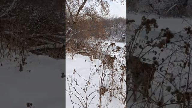 за медведем