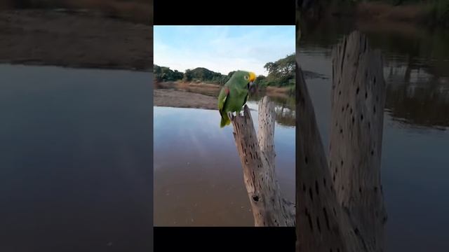 Был бы у меня такой попугай ... (звук)

Душевно поёт! 🦜