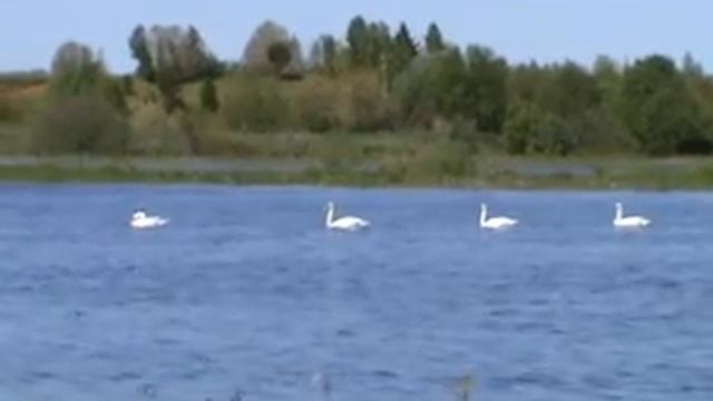 ЛЕБЕДИ НА ПИЖЕМСКОМ ПРУДУ