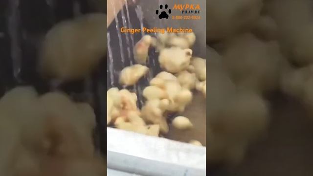 Мурка Моечная машина с распылительным устройством купить на pilam.ru