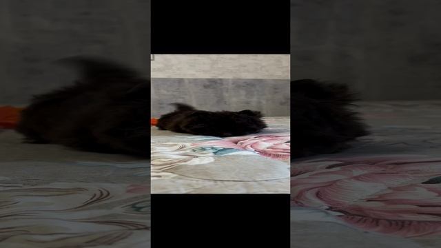 18-11-2024