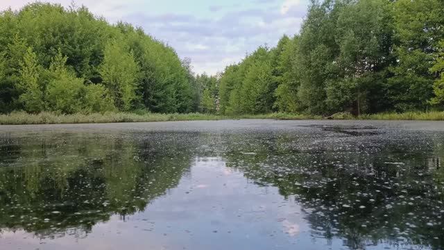 Тайна Лесного Болота.