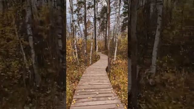 Сестрорецкое болото, 10.10.21