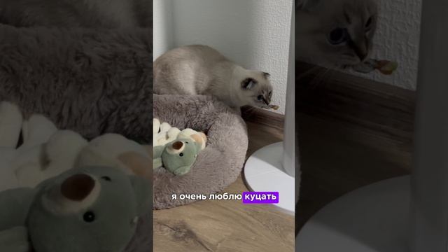 Будем знакомы🩶 подпишись, мяу🥰 #кот #кошки #приколы #смех #тренд #cat #catlove