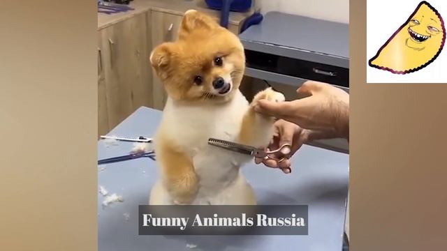🤣Страшно Смешно 🤣