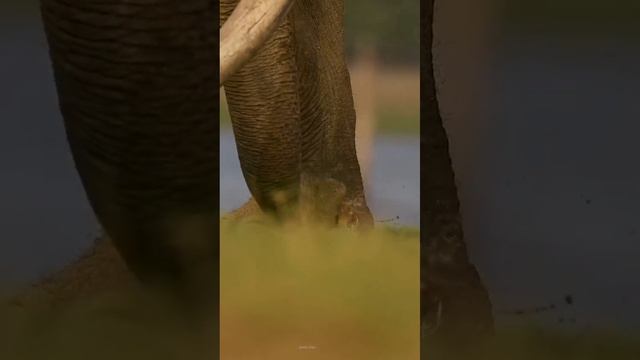 Слоны – очень умные и дружелюбные животные.