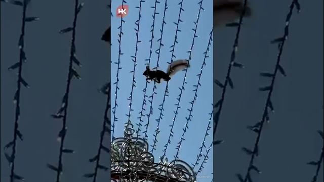 В Краснодаре, на улице Красной, белочка уже успела испытать новогодние украшения на прочность.. ☺🐿