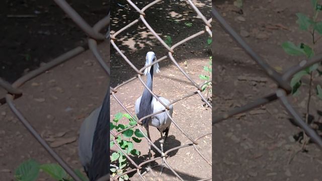 Журавль-красавка