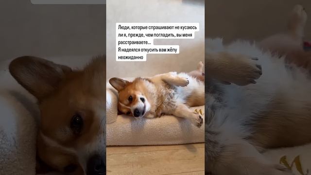 Корги кусаются? #коржмарти #корги #собака #животные #юмор #смешно #corgi #dog #animals #funny