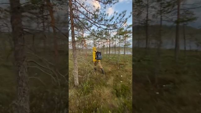 В ПОИСКАХ ЛОКАЦИИ / КАРЕЛИЯ / ФОТОПОХОДНИКИ #природа#лес#карелия#туризм#forest#nature#swamplife#best