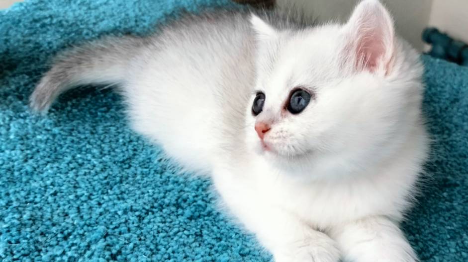 Кошечка серебристая шиншилла