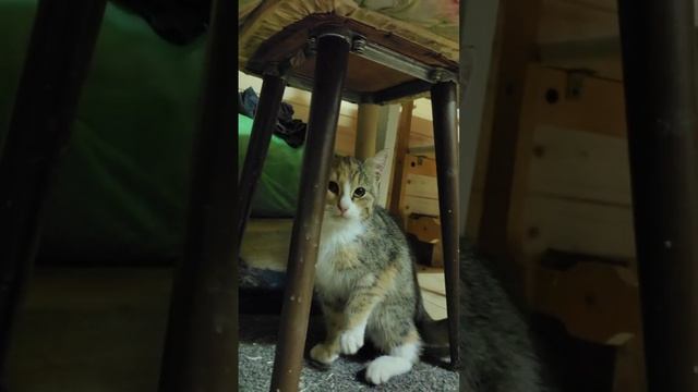 Котенок трёхцветный - Ириска