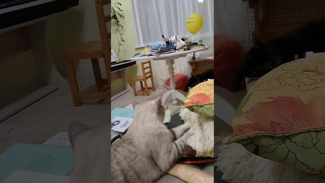 13.12.2022 Шлёпа, Муся и Булат