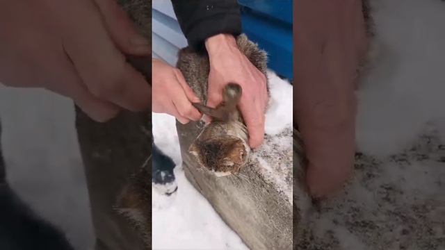 кошка с банкой на шее