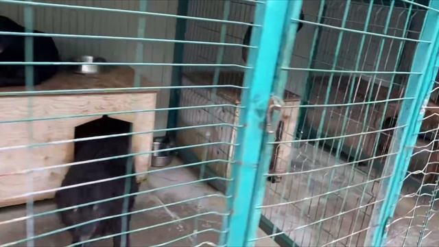 Сестренка, Мамс и АЗСка из приюта Поводог Сочи в добрые руки