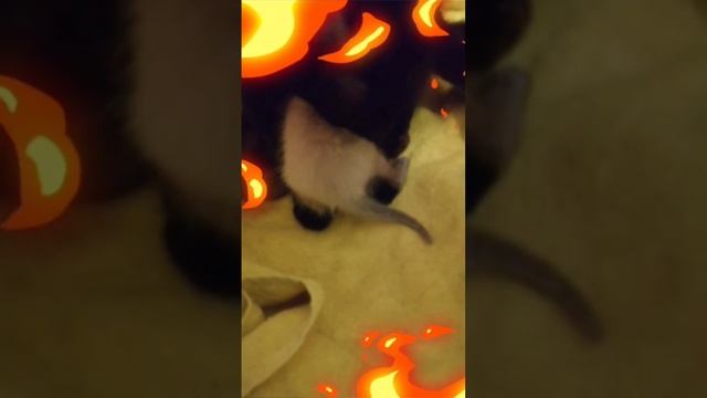Обзор по нашим котятам часть 1