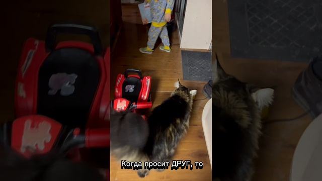 Друзья пушистые и кожаные