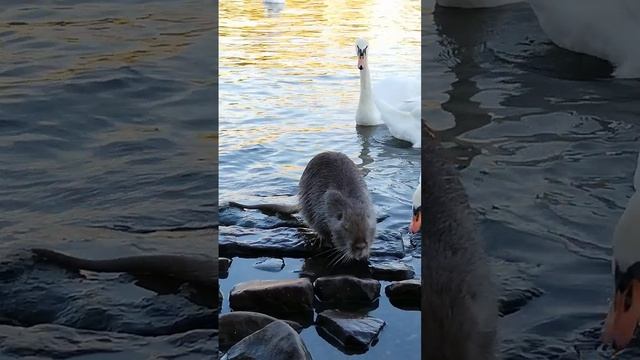 Лебеди и Нутрия на реке Влтава в городе Прага в Чехии.