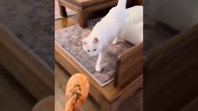 Не все коты любят креветки