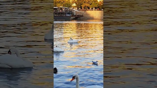 Лебеди и Нутрия на реке Влтава в городе Прага в Чехии.