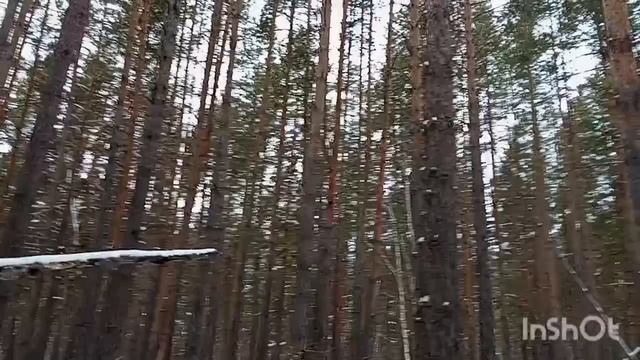 Осенний лес, полон таинственных звуков, не приведи господь ночью в глуши оказаться 🫨