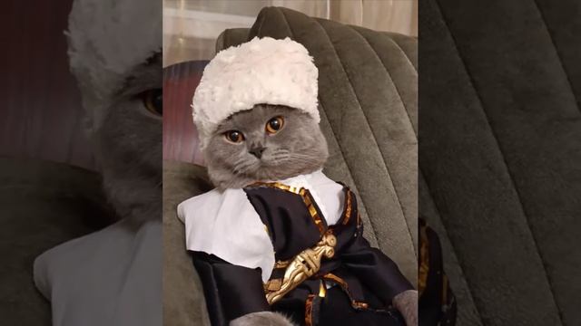 Кот атаман