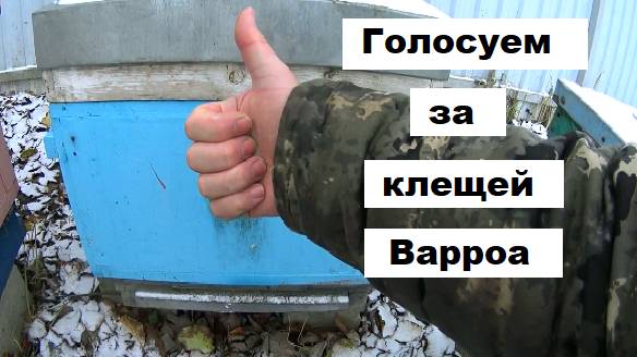 Пчелиный расплод и клещ Варроа
