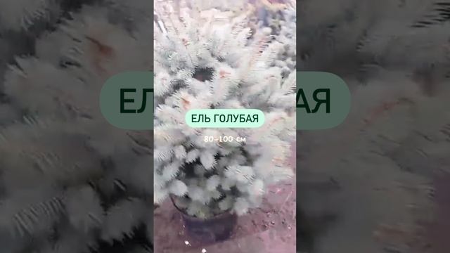 Новогодняя магия: украсьте участок голубой елью
