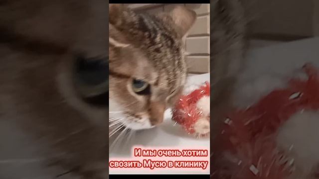 Мусе-Мусильде нужна помощ с ЖКТ