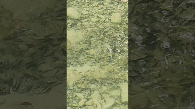 форель в реке Куаго #Геленджик #КраснодарскийКрай #рыба #рыбалка