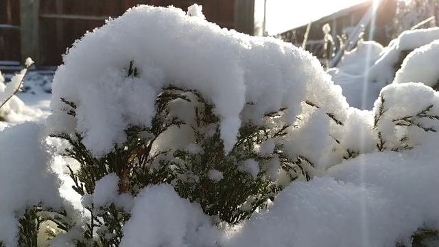 накрыло... сад красивой шубой