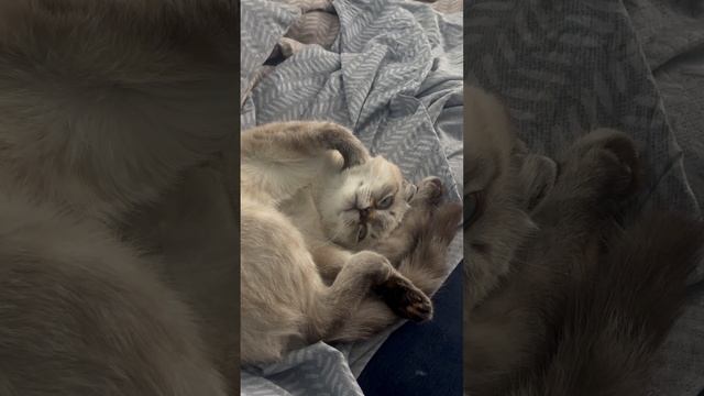 вам тоже понятен?🥲 #кот #кошки #прикол #смех #тренд