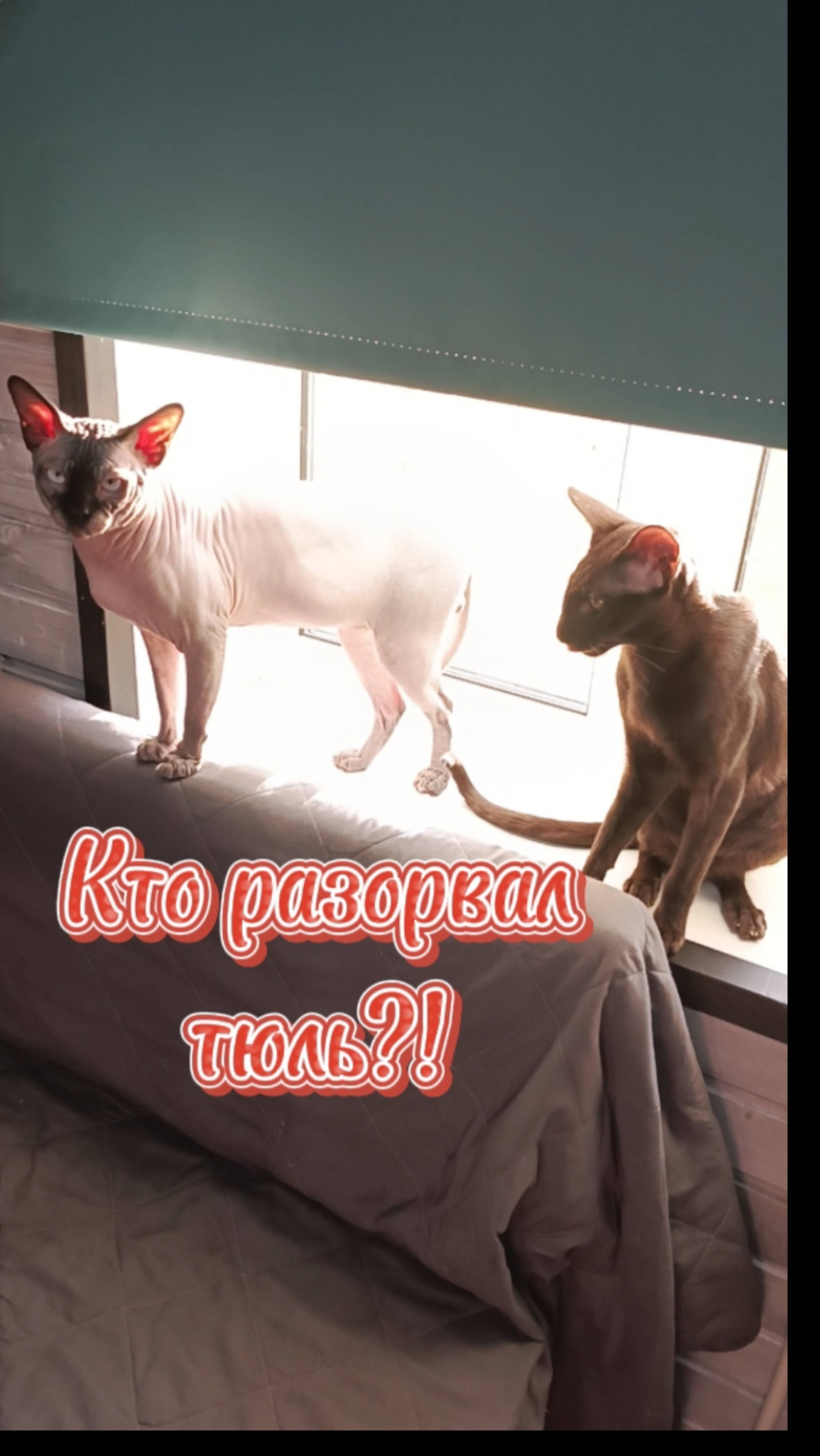 Кто это сделал?!