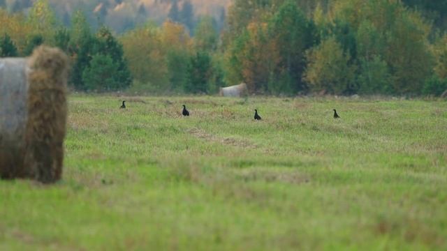 заимка готовимся к морозом утепляем дом