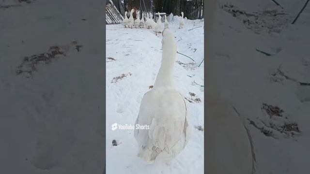 Гусь спешит на тусу