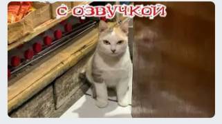 Приколы с котами! Смешные коты! С ОЗВУЧКОЙ! САМЫЕ смешные животные! ДО СЛЁЗ!