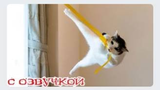 Приколы с котами! - С ОЗВУЧКОЙ! Смешные коты и собаки! Самые смешные животные! 2024! Угар!