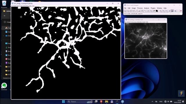 Использование ImageJ для обработки изображений микроглии