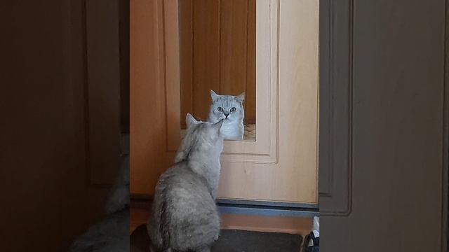 #котики #кот #рекомендации #жизнькота #этотмирмнеабсолютнопонятен